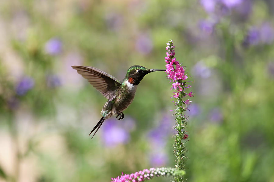 Ruby Throated Hummingbird #4 Photograph by Brook Burling