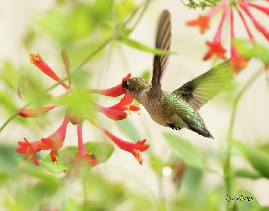 Ruby Throated Hummingbird #4 Photograph by Jeffrey PERKINS