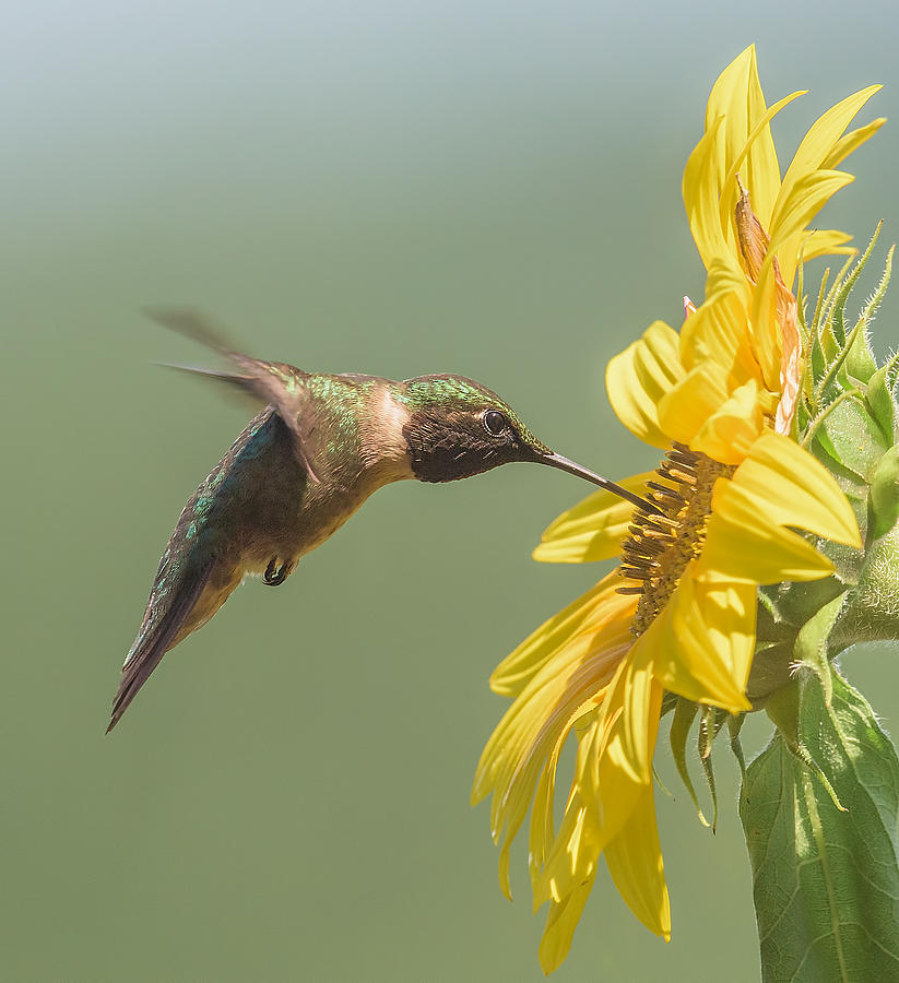 Ruby-throated hummingbird #4 Photograph by Larry Keller, Lititz Pa.