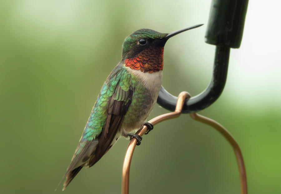 Ruby Throated Hummingbird  #4 Photograph by Sandra Js