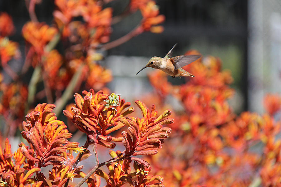 Rufous hummingbird. #4 Photograph by Photography by Alexandra Rudge