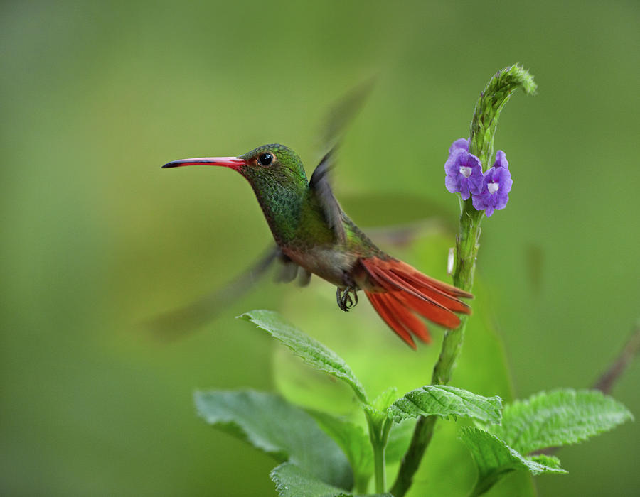 Rufous Tailed Hummingbirds Photograph by Tim Fitzharris | Fine Art America