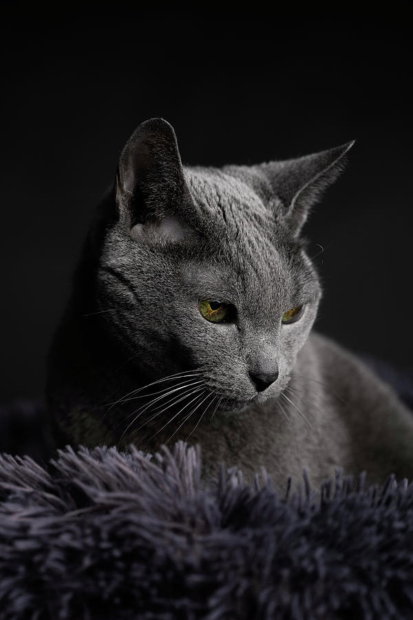 Cat Photograph - Russian Blue Cat #4 by Nailia Schwarz