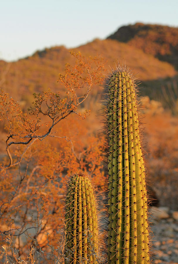 Saguaro Cactus - Carnegiea gigantean - Organ Pipe Cactus National Monument, Arizona, USA #4 Photograph by Kevin Oke