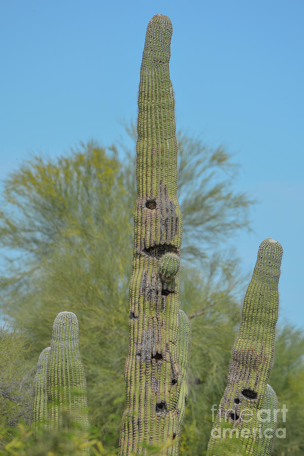 #2 Saguaro Cactus With Bird Nests In The Sonoran Desert Habitat ...