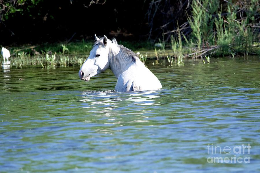 Salt River Wild Horse Crossing The Salt River #4 Digital Art by Tammy Keyes