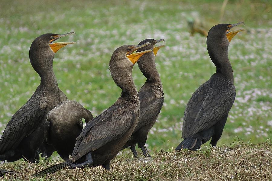 4 Sanibel Cormorants Photograph by Melinda Saminski