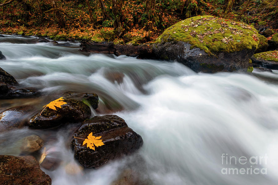 Fall Photograph - Littered with Gold by Michael Dawson