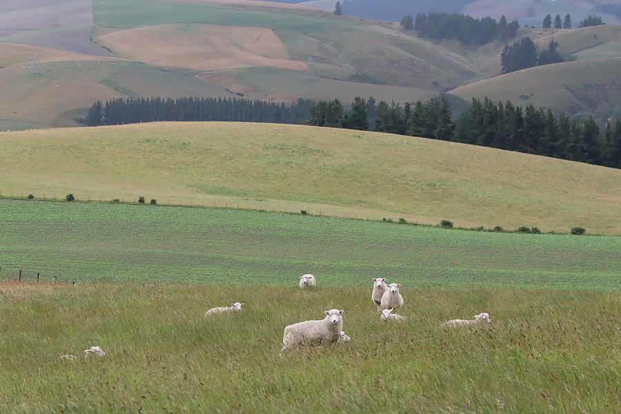 sheep farm visit new zealand