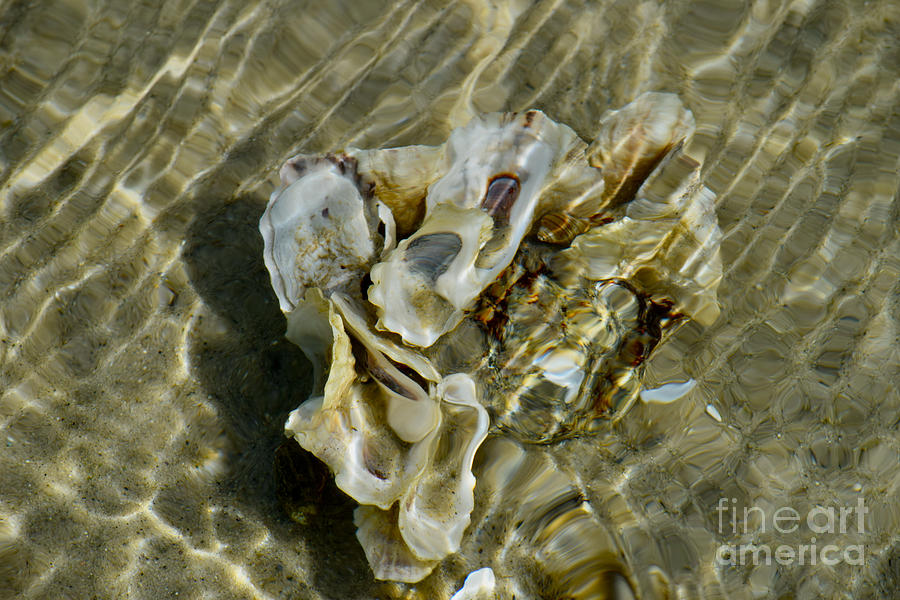 Seashells Seawater Spells Refractions Photograph by Debra Banks