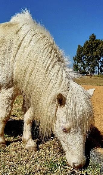 Shetland Pony #4 Photograph by Loraine Yaffe