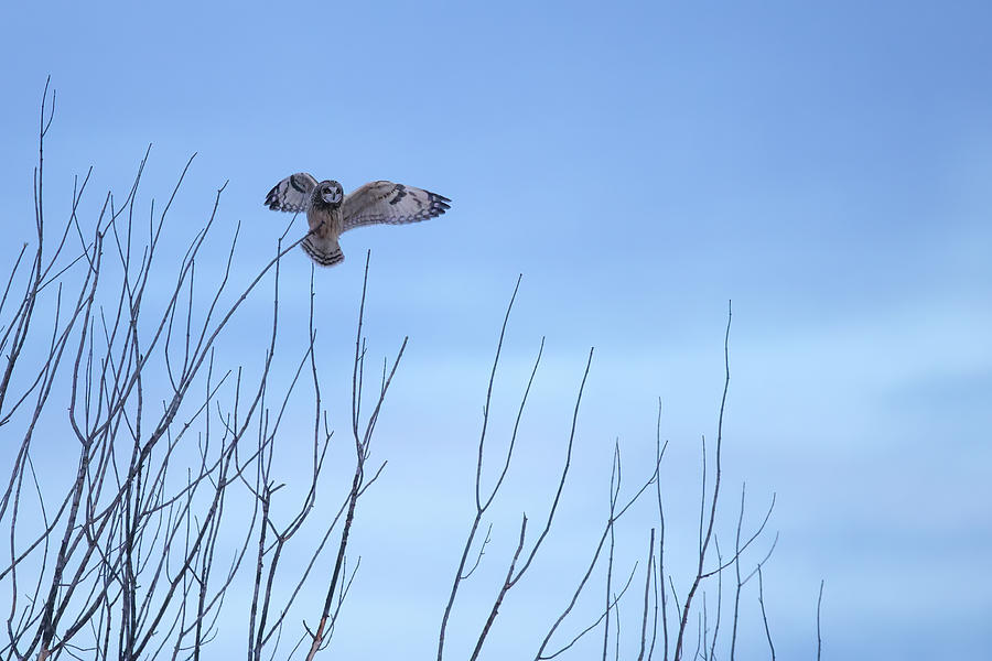 Short Eared Owl #4 Photograph by Brook Burling