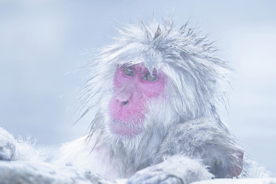 Snow Monkey #4 Photograph by Kiran Joshi
