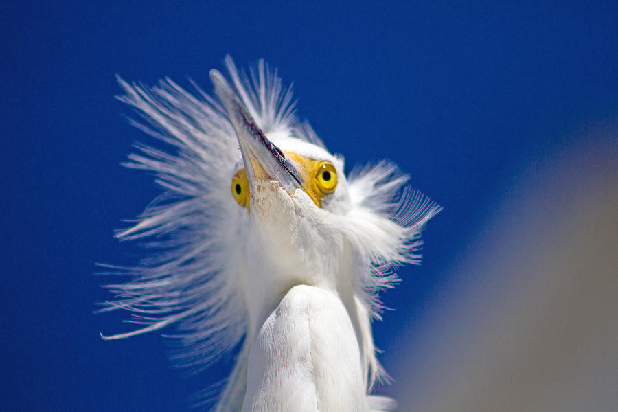 Snowy Egret #5 Photograph by Nautical Chartworks