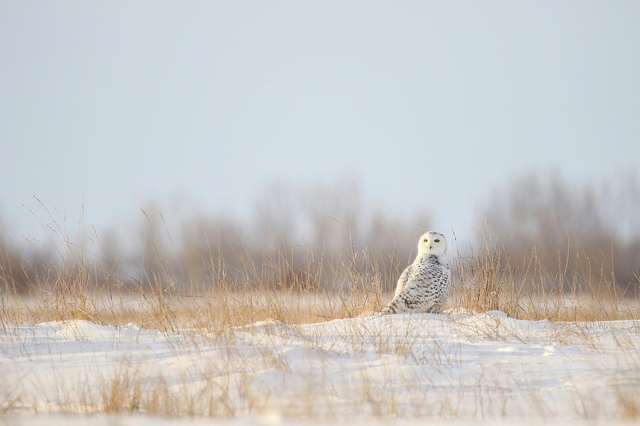 Snowy Owl #4 Photograph by Brook Burling