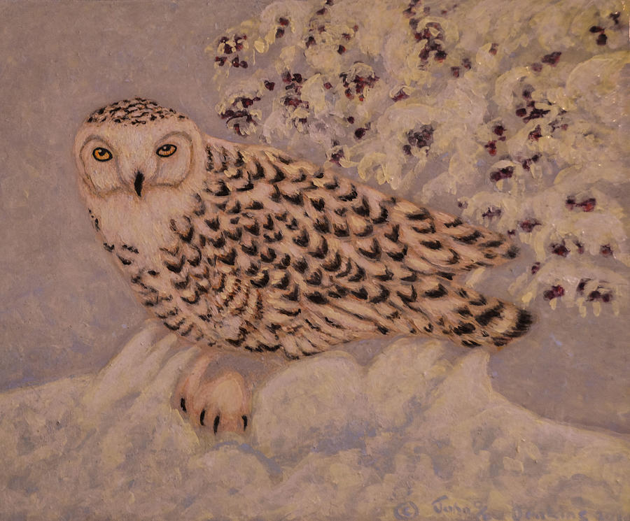 Snowy Owl Photograph by John Jenkins - Fine Art America