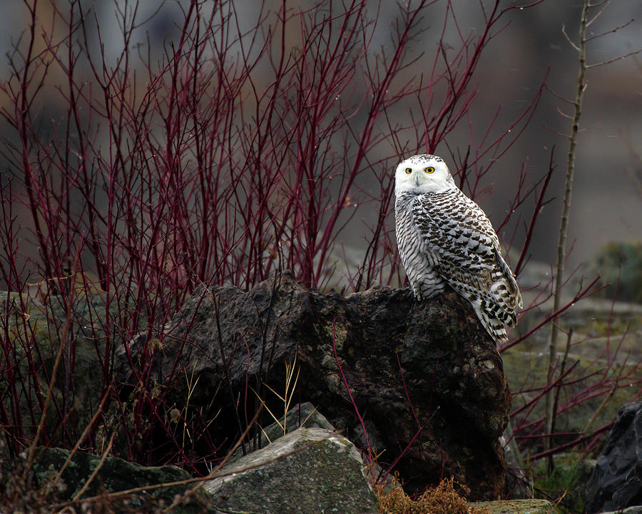 Snowy Owl #4 Photograph by Timothy McIntyre