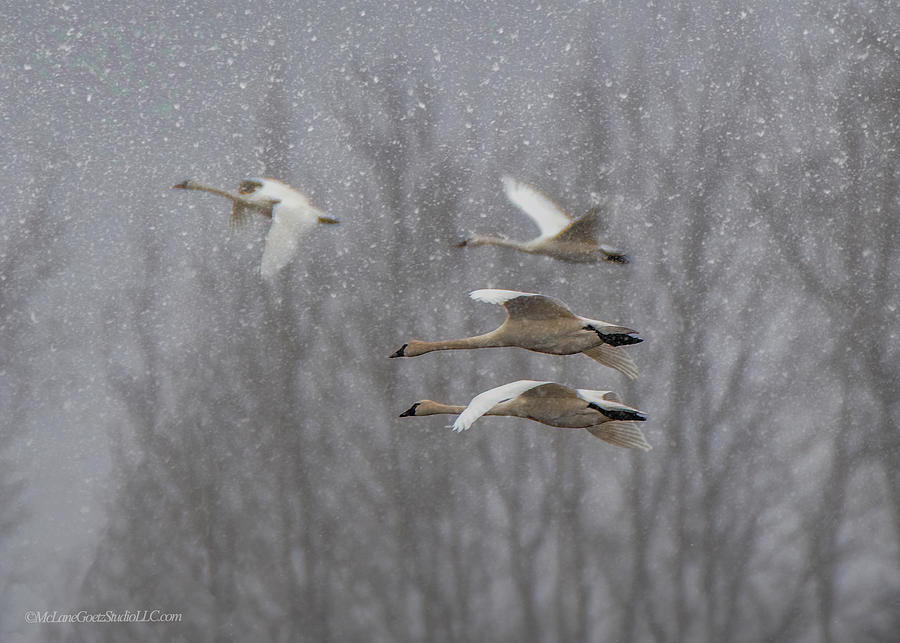 4 Snowy Tundra Swans  Photograph by LeeAnn McLaneGoetz McLaneGoetzStudioLLCcom