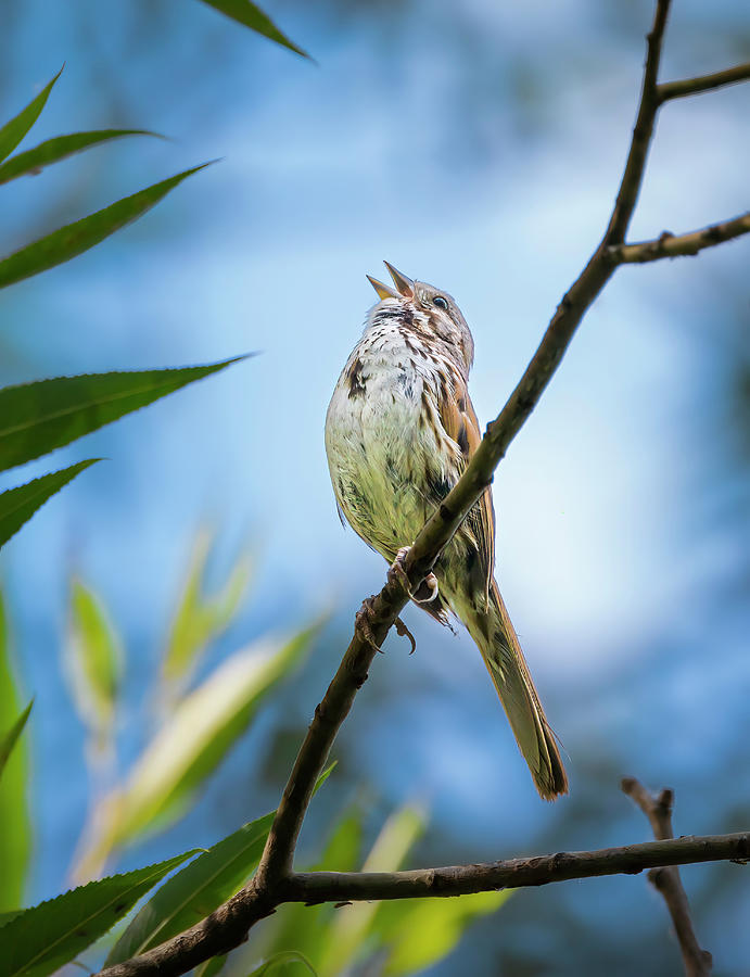 Song Sparrow #4 Photograph by Mark Mille