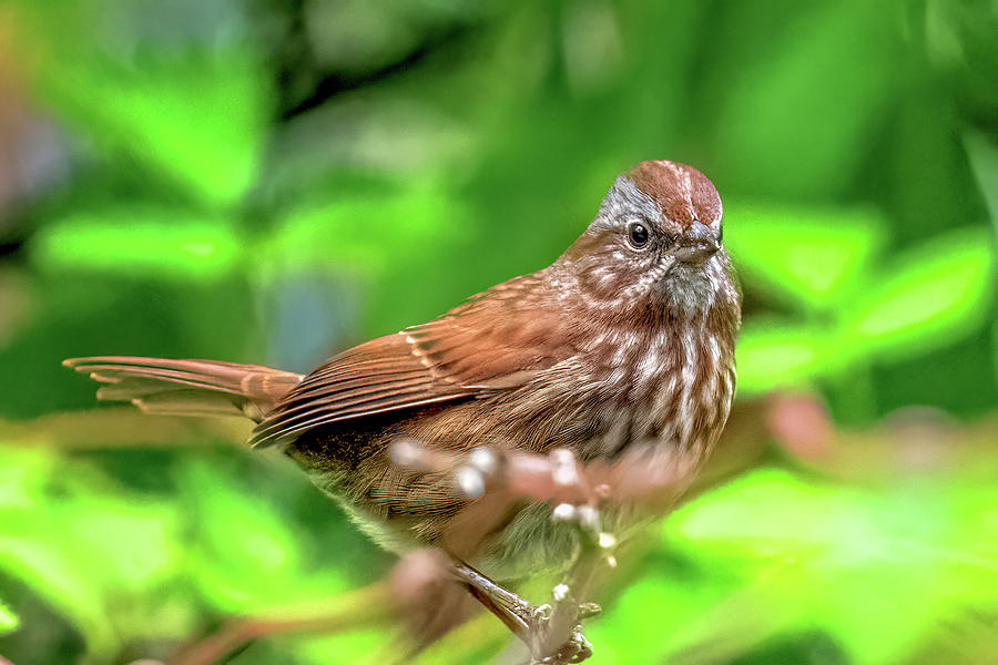 Song Sparrow #4 Photograph by Timothy Anable