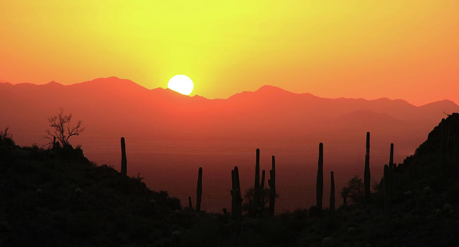 Sonora Desert Sunset #4 Photograph by Glen Loftis