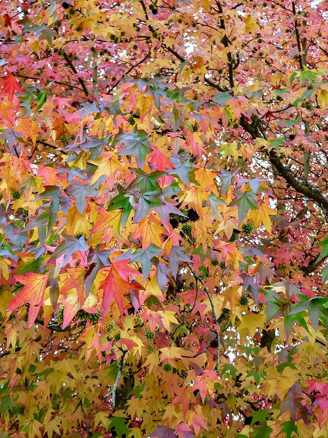 Spectacular Fall Foliage Photograph by Spacewalk Fine Art America