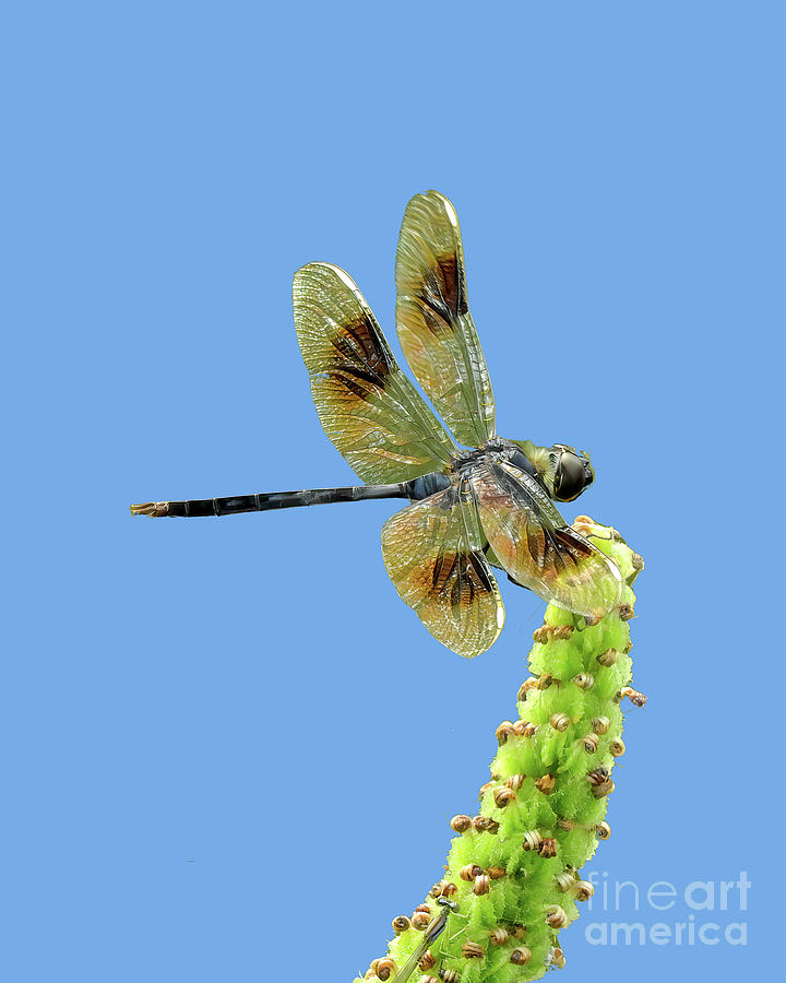 4 Spot Dragonfly Photograph by Scott Cameron