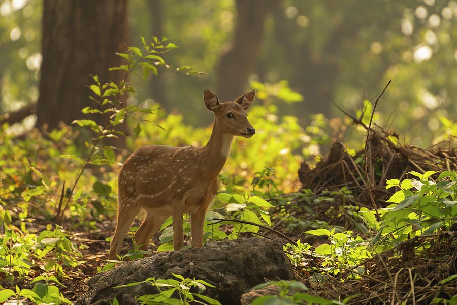 Spotted Deer #4 Photograph by Kiran Joshi