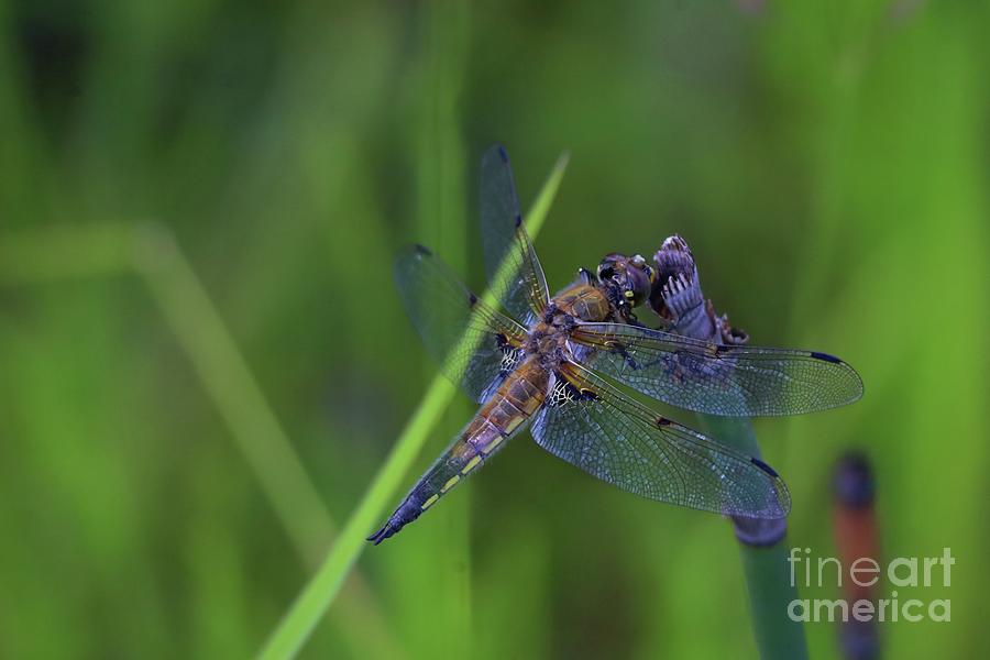 Dragon Fly Photograph - 4 spotted Skimmer. by Douglas White
