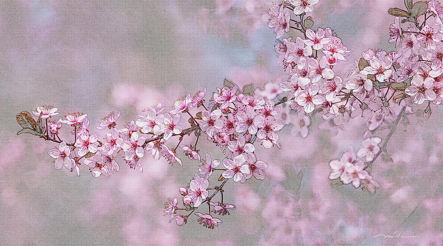 Spring Blossoms Digital Art by Mark Mille