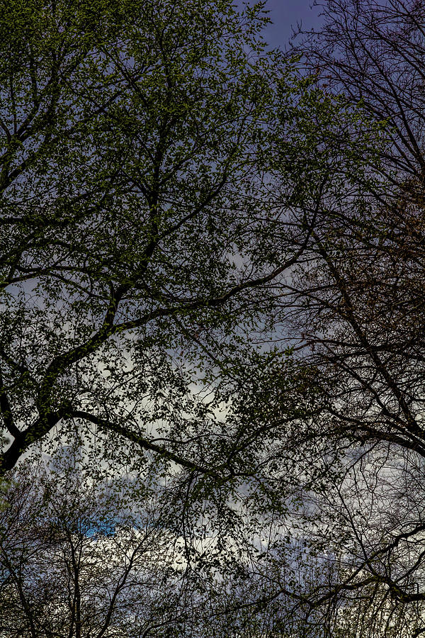 Spring Trees and Rainclouds #4 Photograph by Robert Ullmann