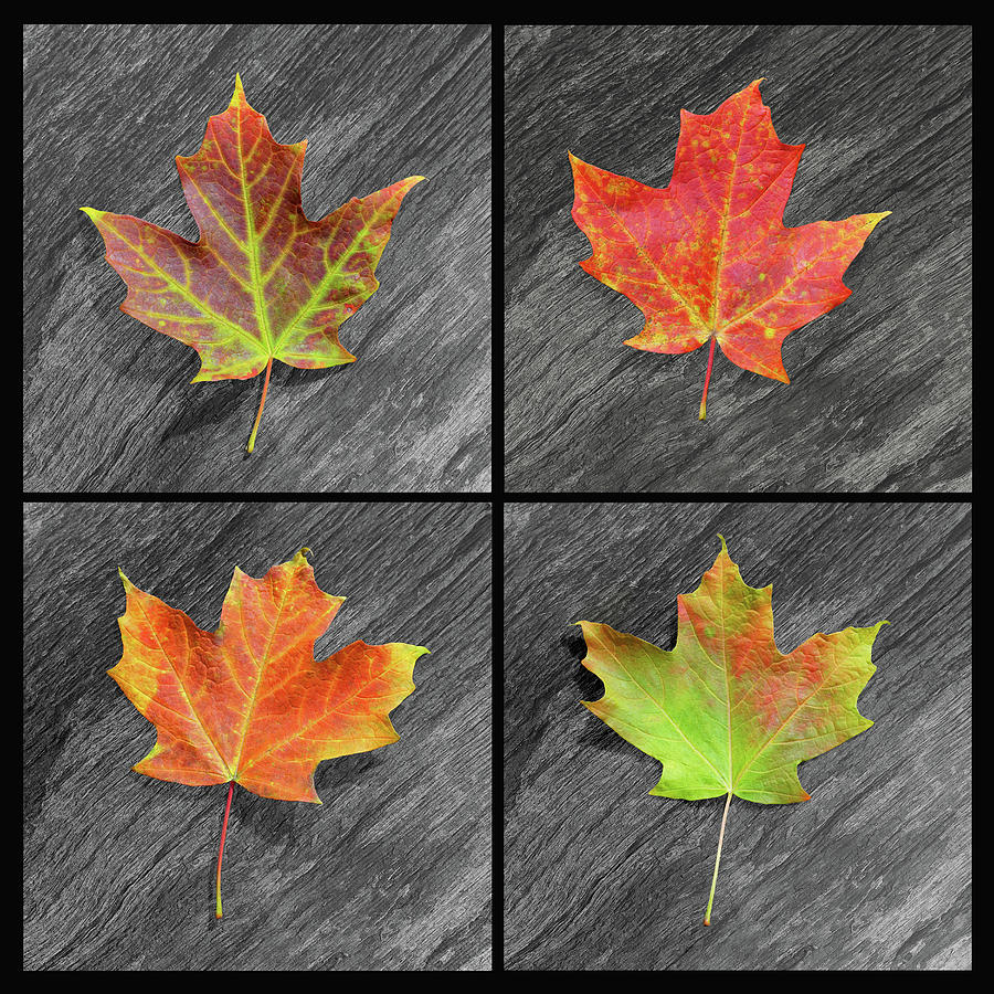 4 Square Autumn Leaves Photograph by Kathi Mirto