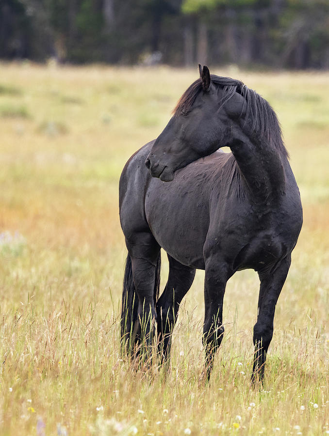 Stallion #4 Photograph by Laura Terriere