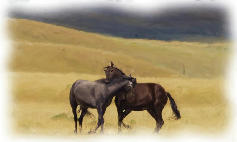 Stallions #4 Photograph by Laura Terriere