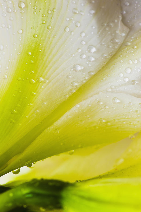 Studio close-up of green amaryllis #4 Photograph by Tetra Images
