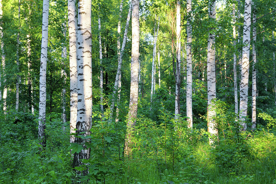 Summer Birch Woods #4 Photograph by Mikhail Kokhanchikov