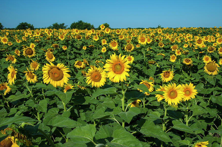 Sunflower Field Texas Photograph by Hugh Hargrave