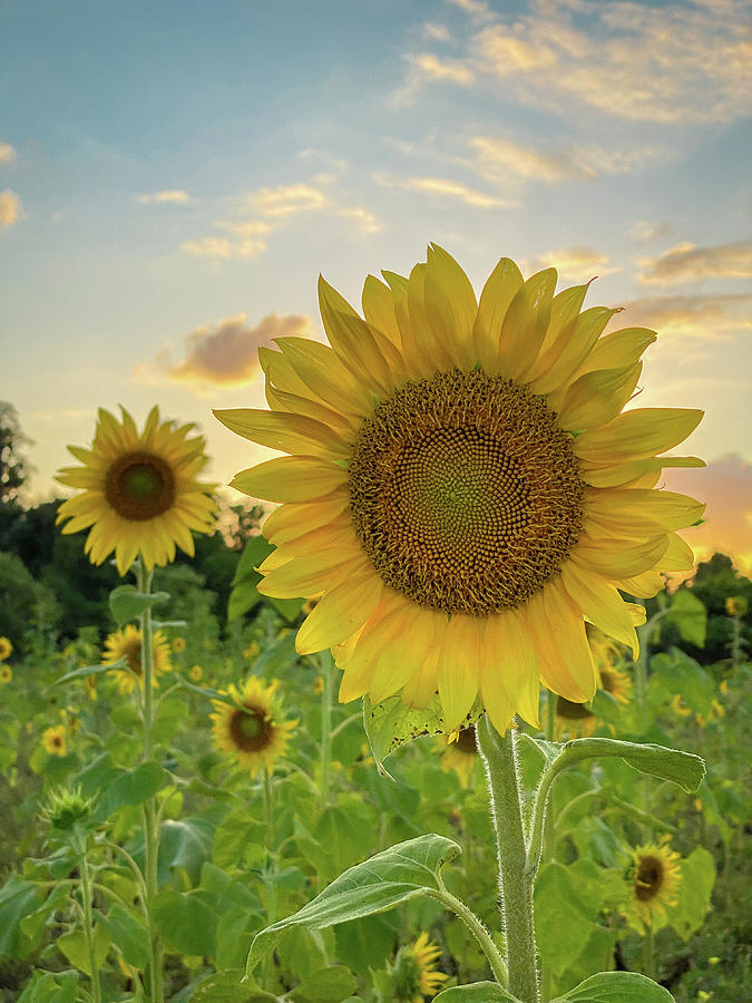 Sunflower in the Sunshine, Conners Amazing Acres, Florida #4 Photograph by Dawna Moore Photography
