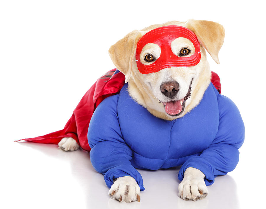 Superhero Dog #4 Photograph by RichLegg