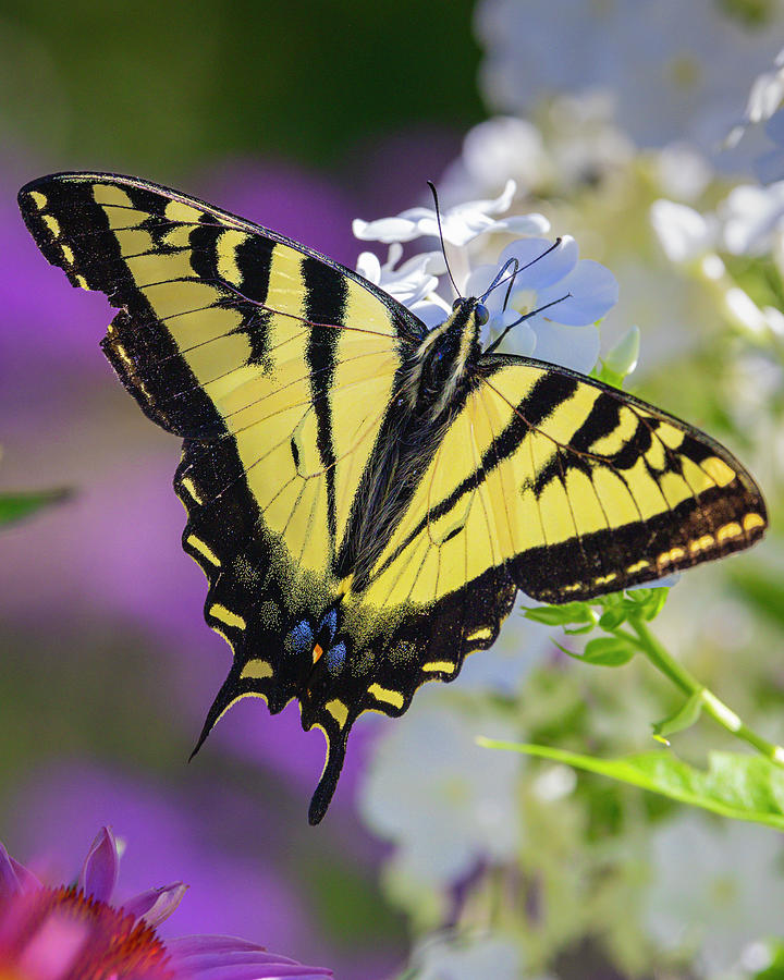 Swallowtail #4 Photograph by Mark Mille