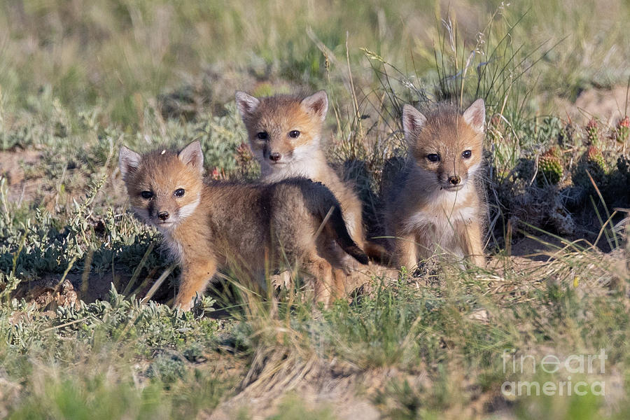 Swift Fox Kits Photograph by Greg Bergquist - Fine Art America