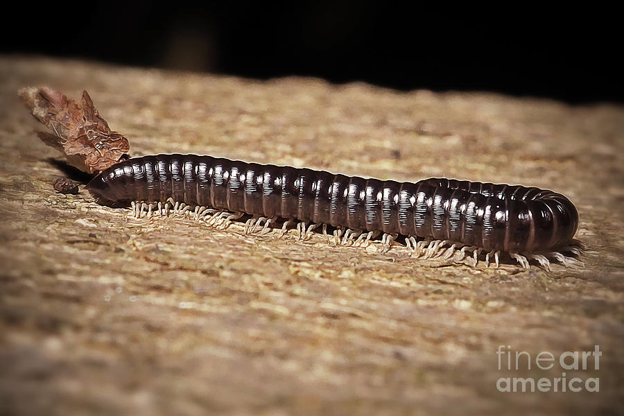 Tachypodoiulus niger Black Millipede Photograph by Frank Ramspott | Pixels