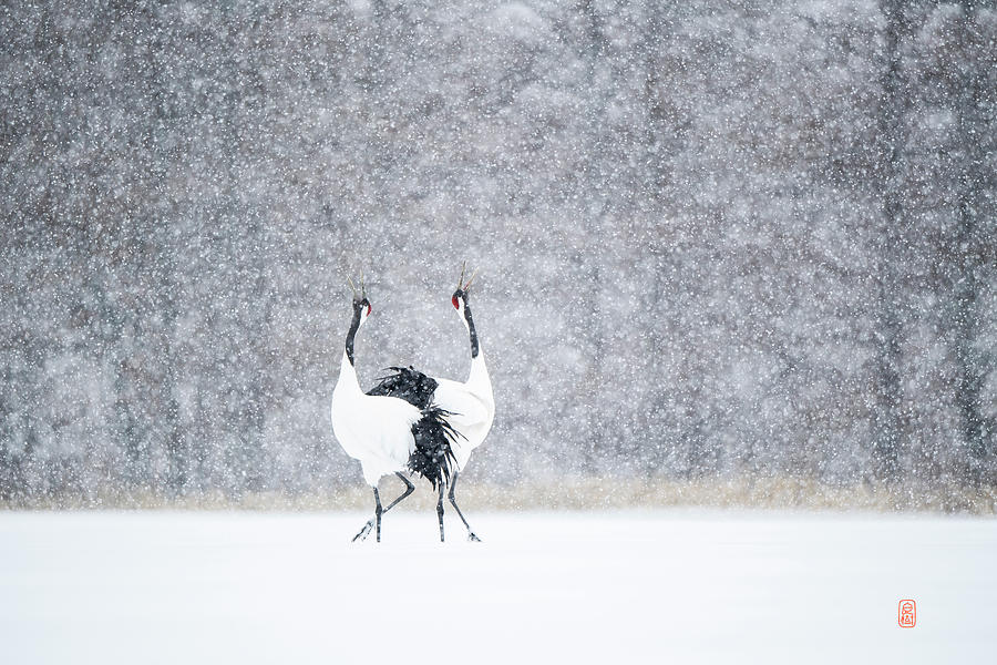 Tancho in snow #4 Photograph by Yoshiki Nakamura