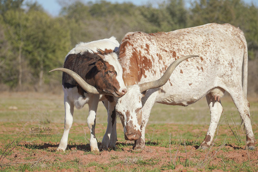 Texas longhorn cow and calf #4 Photograph by Cathy Valle