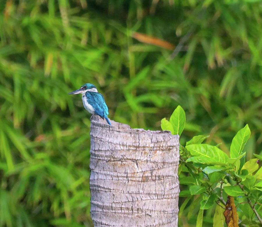 Legazpi City Photograph - The Asian Kingfisher #4 by Bill Rogers