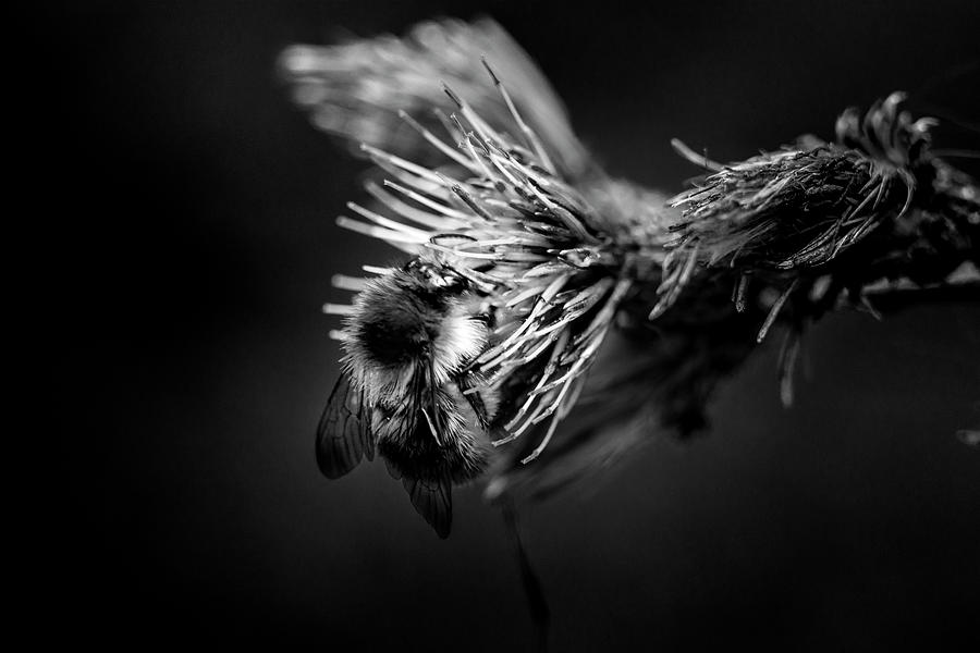 The Bee #5 Photograph by Robert Grac