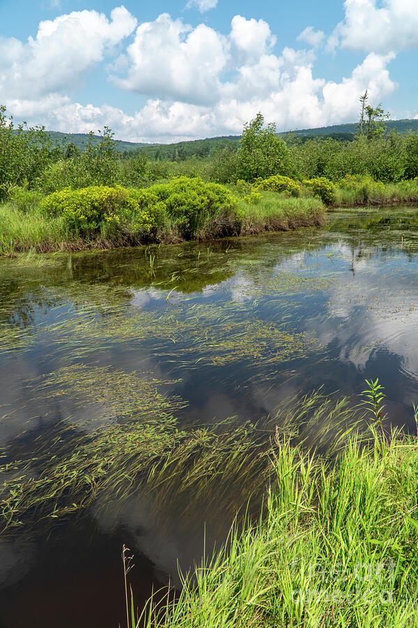 The Blackwater River meanders through wetlands at Canaan Valley  #4 Photograph by William Kuta