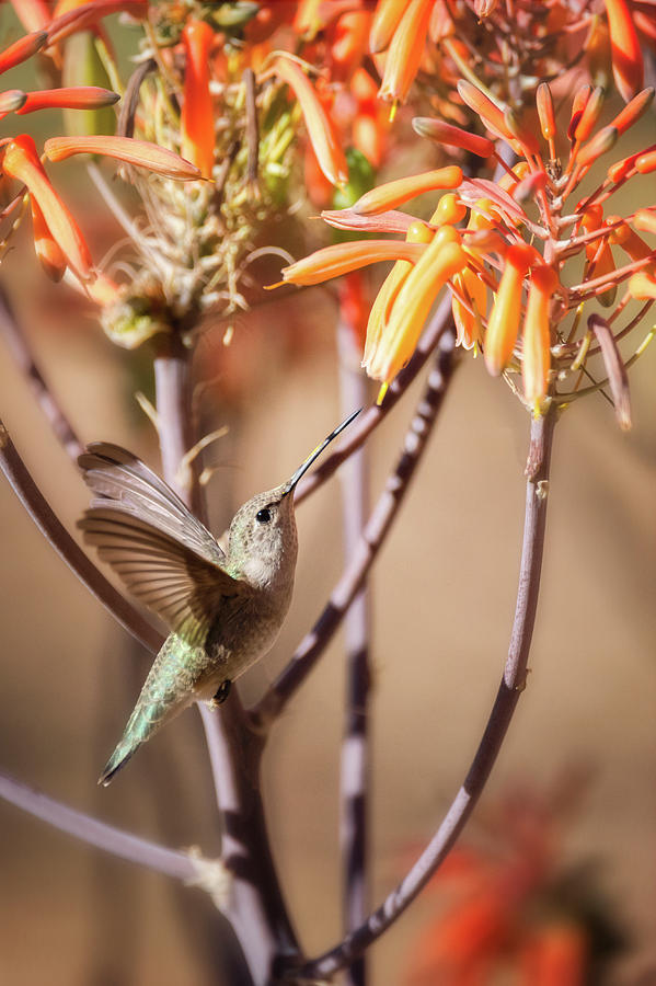 The Hummingbird Hover  #5 Photograph by Saija Lehtonen