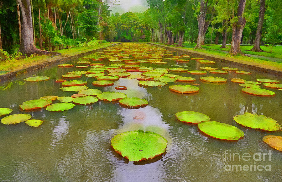 Africa Digital Art - The Lily Ponds of Pamplemousse Botanic Garden #4 by Jules Walters