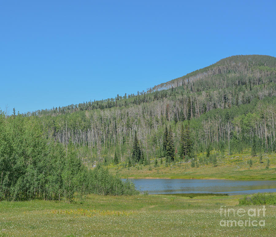 1 The peaceful Freeman Reservoir below the mountainside of the Routt